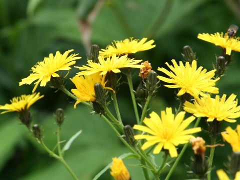 Picris hieracioides ssp. kamtschatica