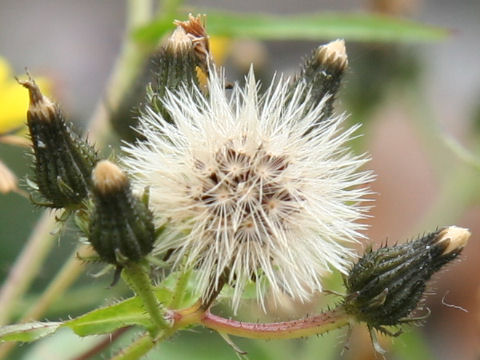 Picris hieracioides ssp. kamtschatica