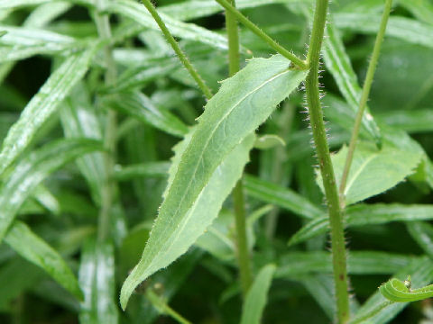 Picris hieracioides ssp. kamtschatica