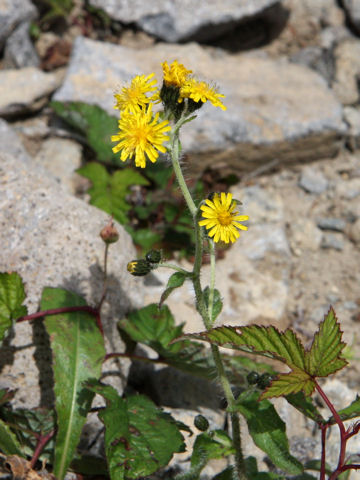 Picris hieracioides ssp. kamtschatica