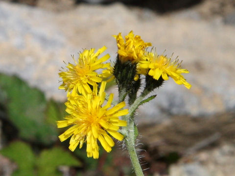 Picris hieracioides ssp. kamtschatica