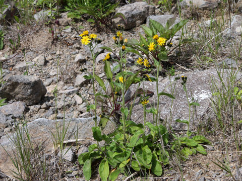 Picris hieracioides ssp. kamtschatica