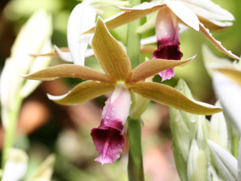 Phaius tancarvilleae