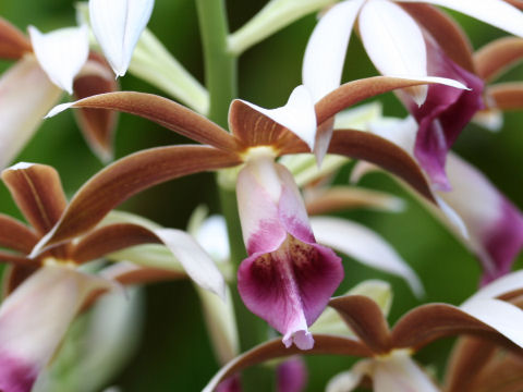 Phaius tancarvilleae