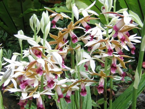 Phaius tancarvilleae