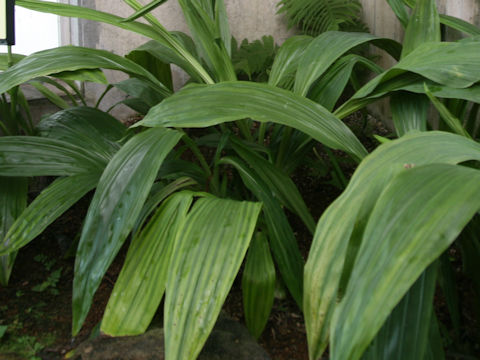 Phaius tancarvilleae