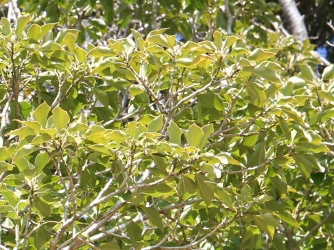 Dendropanax trifidus