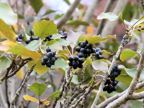 Dendropanax trifidus