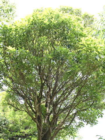 Dendropanax trifidus