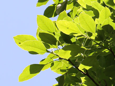 Dendropanax trifidus