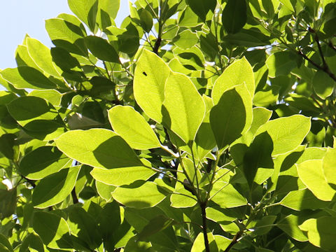 Dendropanax trifidus