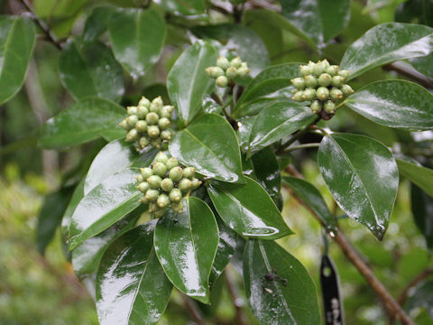 Dendropanax trifidus