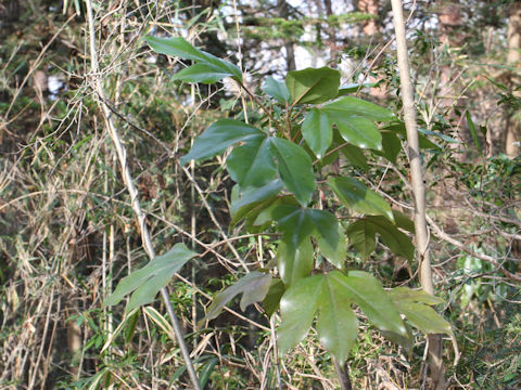 Dendropanax trifidus