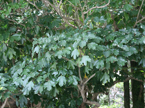 Dendropanax trifidus