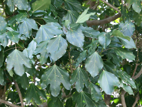 Dendropanax trifidus