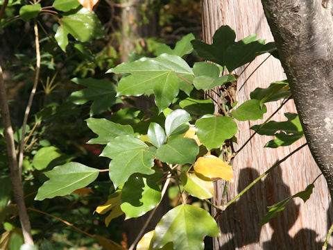 Dendropanax trifidus