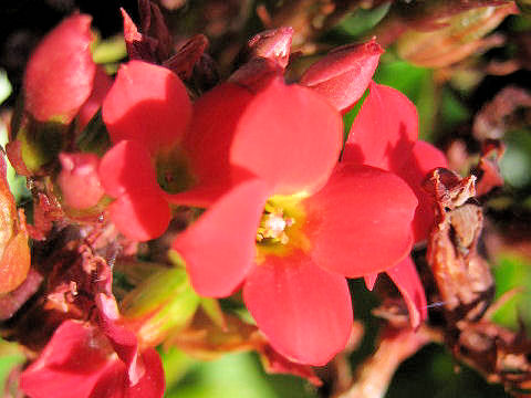 Kalanchoe blossfeldiana cv.