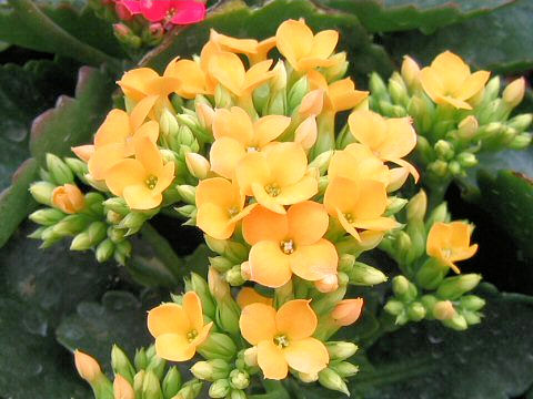 Kalanchoe blossfeldiana cv.