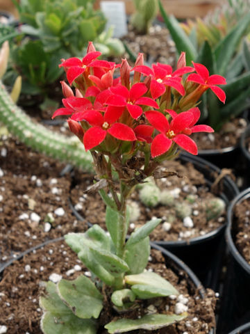 Kalanchoe blossfeldiana cv.