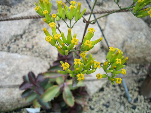 Kalanchoe longiflora var. coccinea
