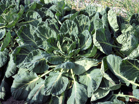 Brassica oleracea var. acephala