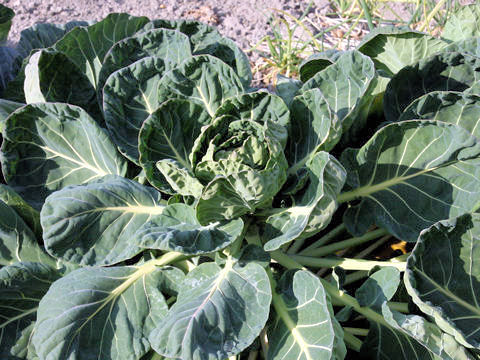 Brassica oleracea var. acephala