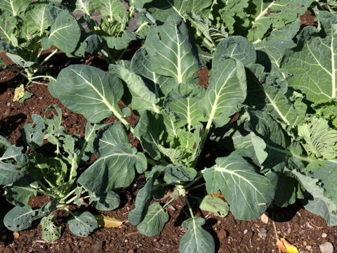 Brassica oleracea var. acephala