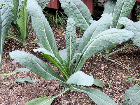 Brassica oleracea var. acephala