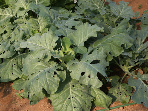 Brassica oleracea var. acephala