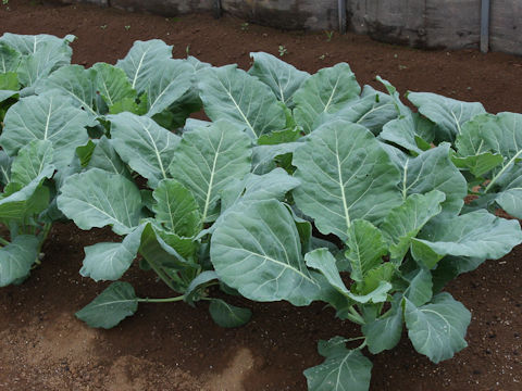 Brassica oleracea var. acephala