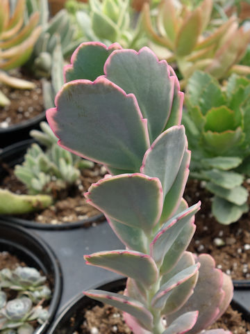 Kalanchoe fedtshenkoi