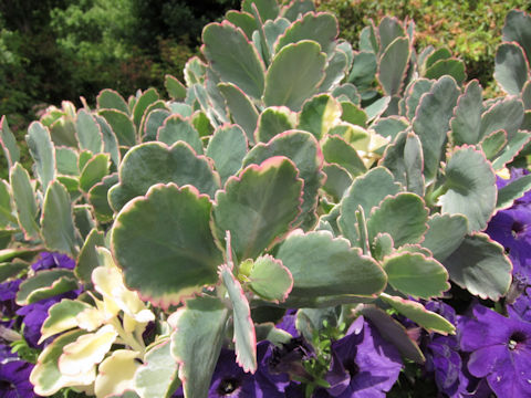 Kalanchoe fedtshenkoi