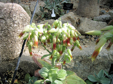 Kalanchoe gastonis-bonnieri