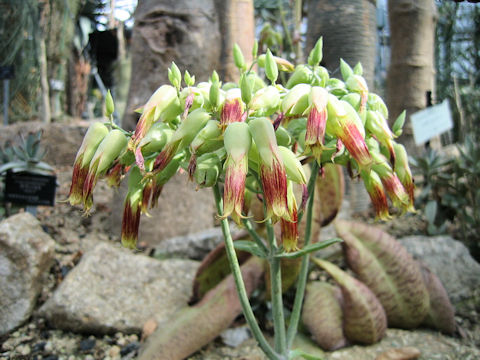 Kalanchoe gastonis-bonnieri