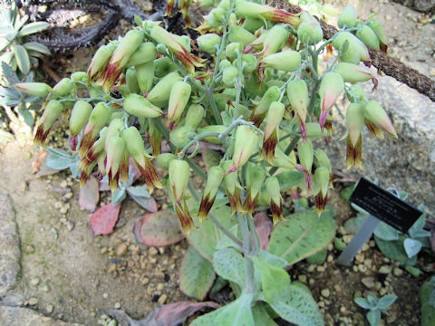 Kalanchoe gastonis-bonnieri