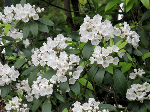 Kalmia latifolia