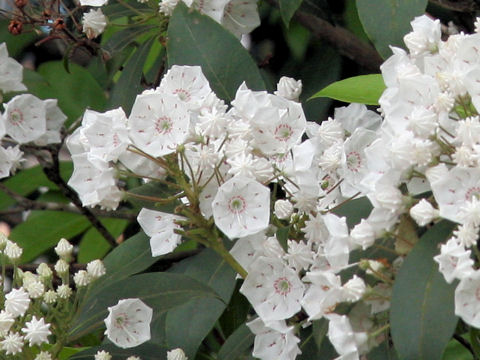 Kalmia latifolia