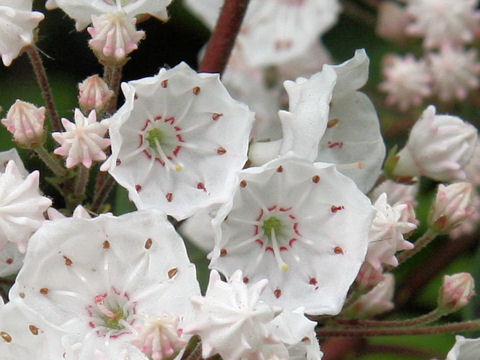 Kalmia latifolia