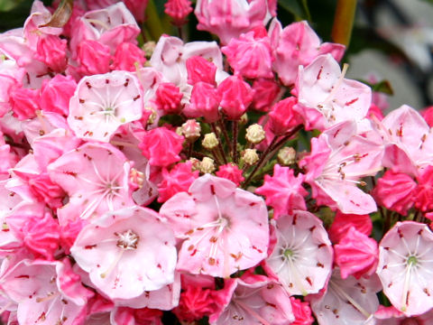 Kalmia latifolia cv. Ostbo Red