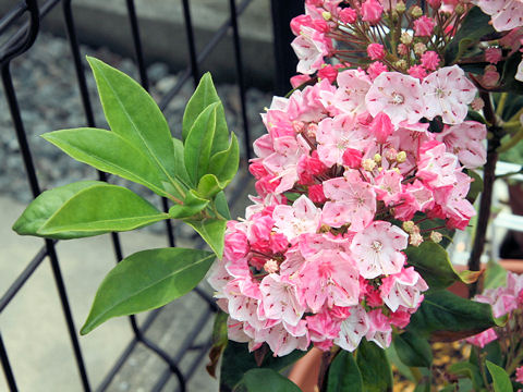 Kalmia latifolia cv. Ostbo Red