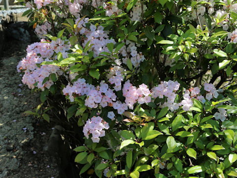 Kalmia latifolia