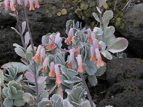 Kalanchoe laxiflora