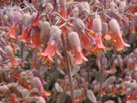 Kalanchoe laxiflora