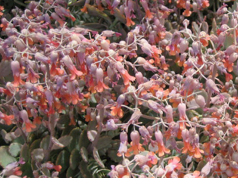 Kalanchoe laxiflora