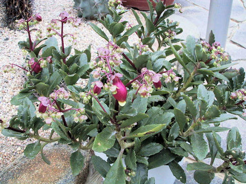 Kalanchoe miniata