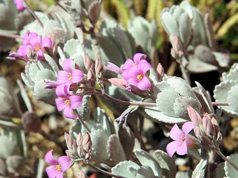 Kalanchoe pumila