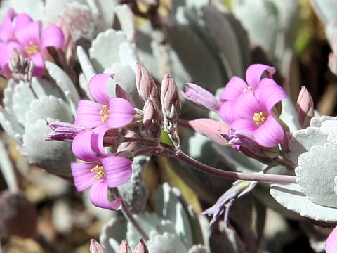 Kalanchoe pumila