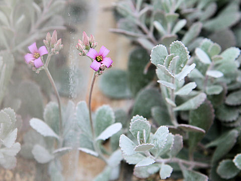 Kalanchoe pumila