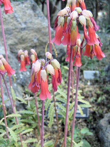 Kalanchoe rauhii