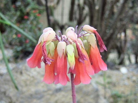 Kalanchoe rauhii